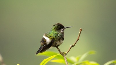 绿色thorntail