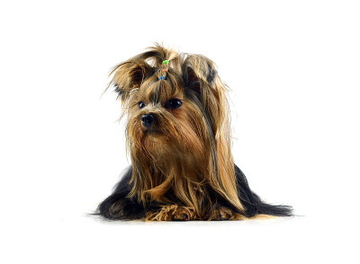 孤立的约克郡犬白色