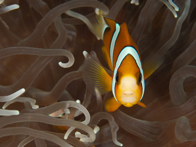 克拉克海葵鱼(Amphiprion clarkii)