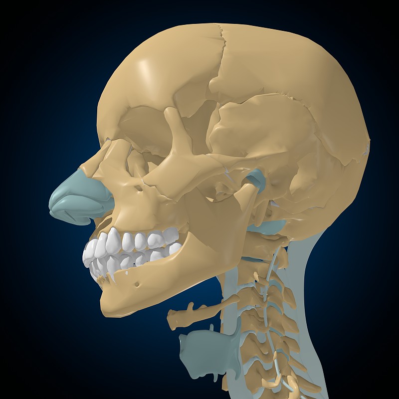 人体骨骼关节和韧带解剖医学概念3D