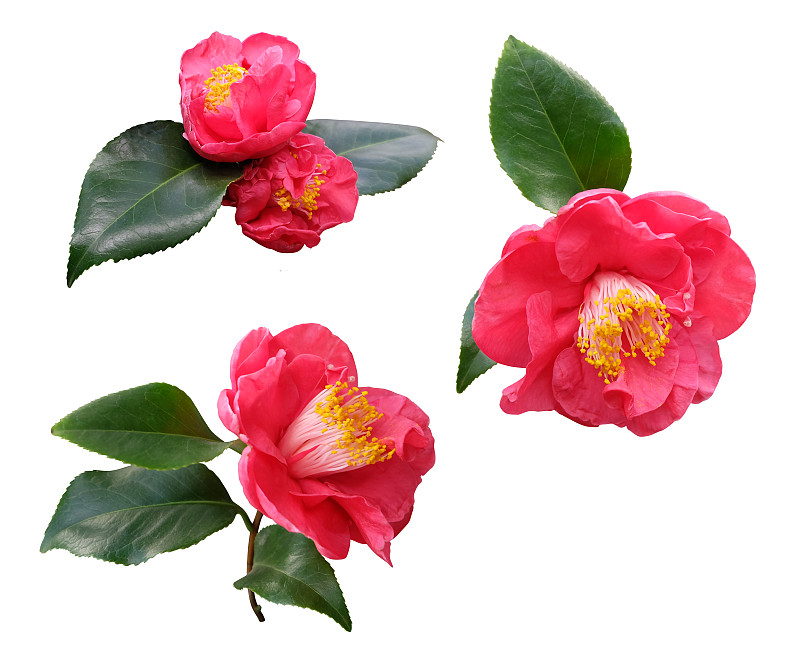山茶花油茶集