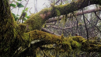 树枝上的地衣