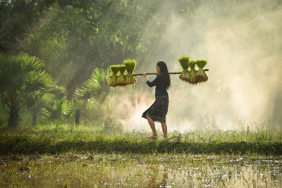 farmer泰国-美丽的女人农民抱着水稻婴儿在稻田里行走-年轻的女孩耕种农业
