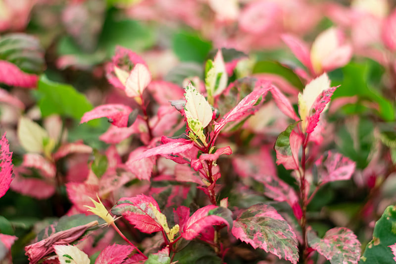 芙蓉(hibus rosa-sinensis L. Cooperi)类群