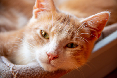 猫的生活