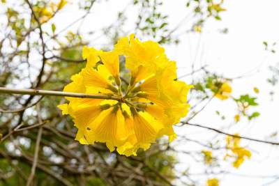 盛开的瓜亚坎或手花菊花或金钟树
