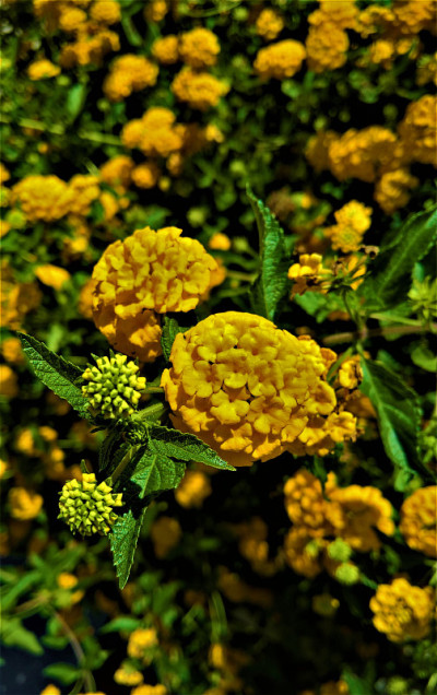 黄色的花