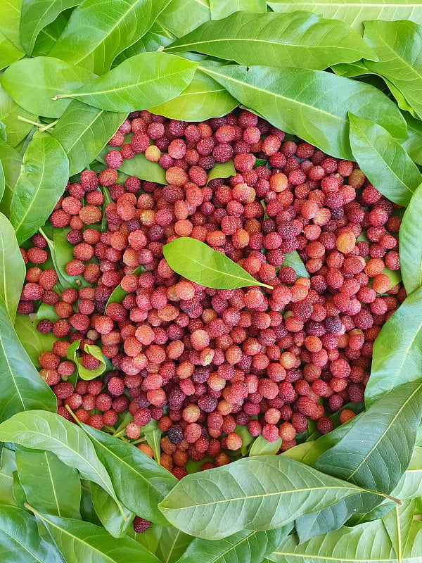 天然水果-高角度的杨梅esculenta(卡佛)与叶在印度丘陵地区，卡佛水果孤立，未栽培的果实喜马偕