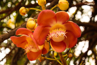 花