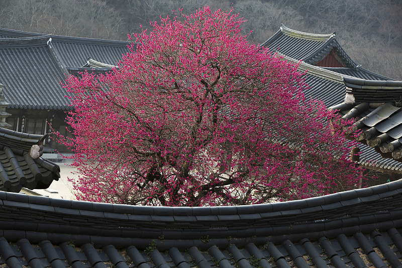 求礼花严寺的红梅