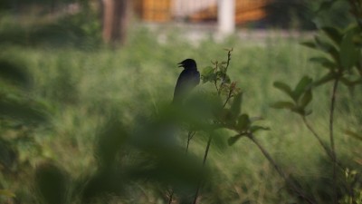 黑燕卷尾