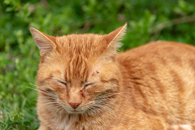 红猫躺在草地上，眼睛上方有个扁虱