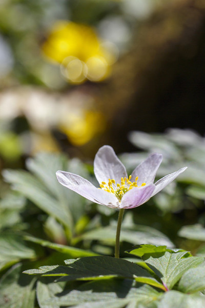 五叶银莲花