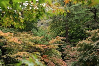日本群马的秋叶