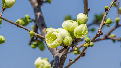 春花系列，木瓜