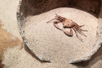 Ancient prehistoric crab