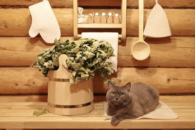 猫在桑拿。