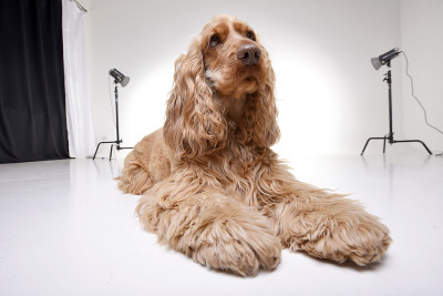 这是一只可爱的英国可卡犬