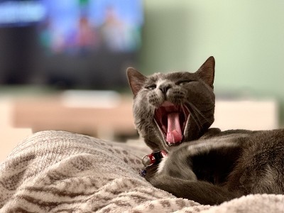 俄罗斯蓝猫打哈欠的肖像