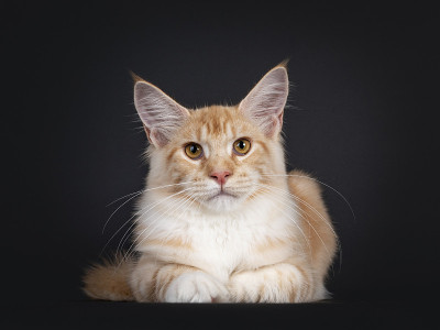 漂亮的红色银色缅因猫在黑色