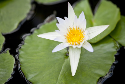 莲花