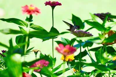 美丽的蜂鸟在高高的野花花园里