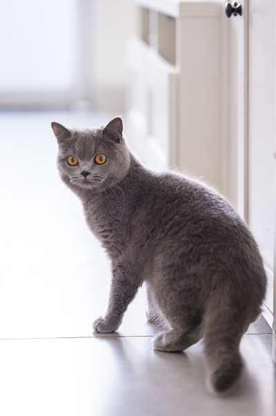 英国短毛猫，室内射击