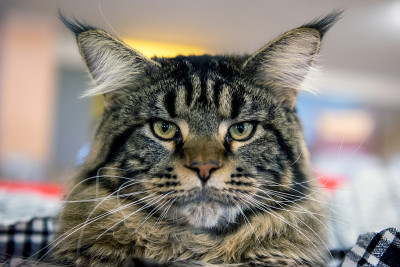 特写缅因猫肖像