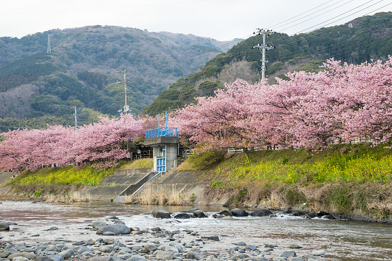 Kawazu樱花