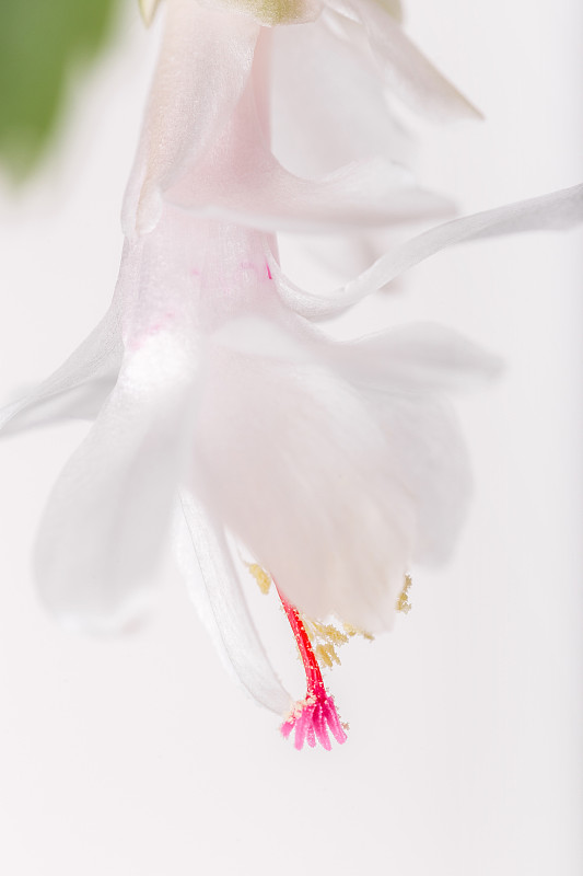 奇异的白色花圣诞仙人掌，昙花，schlumbergera，合子仙人掌近距离在白色的背景