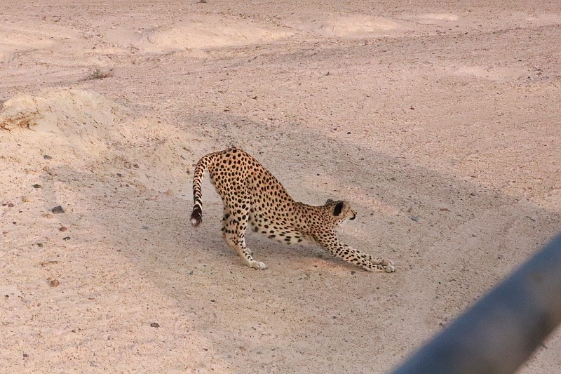 野猫