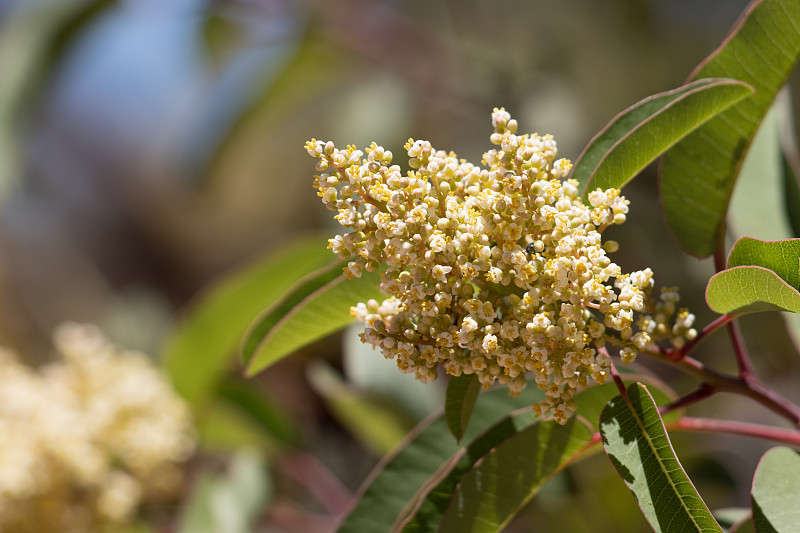 雄蕊花-红色岩石cp mrca - 062621