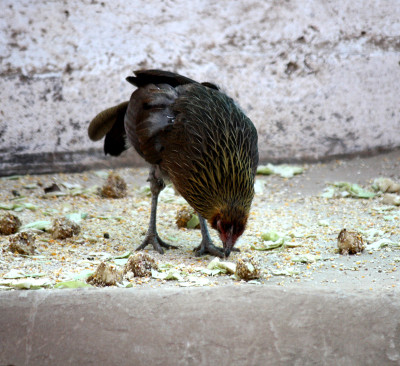 红色原鸡(Gallus Gallus)捡起多汁的食物:(pix SShukla)