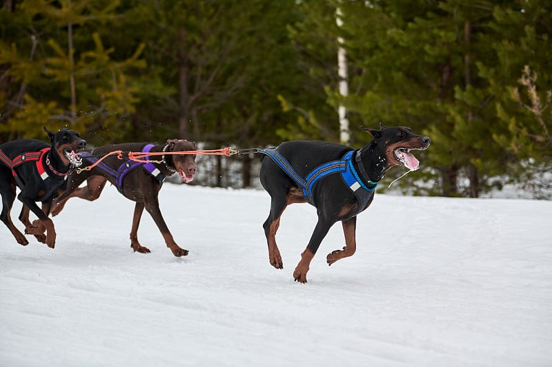 赛雪橇的杜宾犬