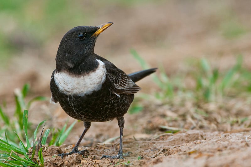 环OUZEL - Turdus torquatus栖息在地上