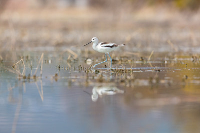 美国Avocet。