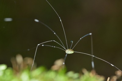 爸爸Longlegs