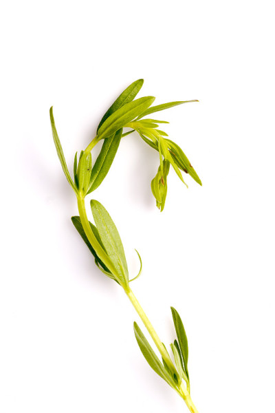 牛膝草草叶子