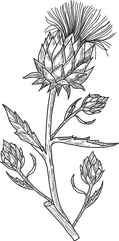 矢量手绘洋蓟插图
