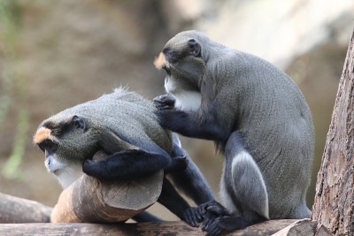 De Brazza的猴子(Cercopithecus neuectus)是非洲中部湿地的一种东半球特