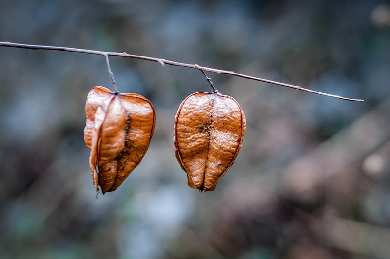 金雨树种子荚