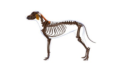 菱形肌狗肌肉解剖医学概念3D