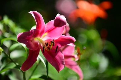红百合的花