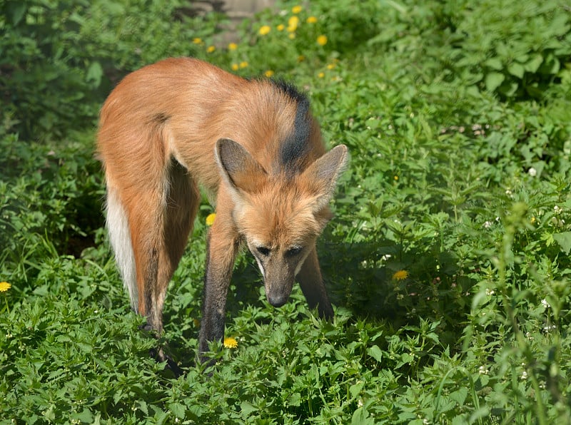 鬃毛狼(Chrysocyon brachyurus)虽然属于不同的属，但与红狐有细微的相似之处