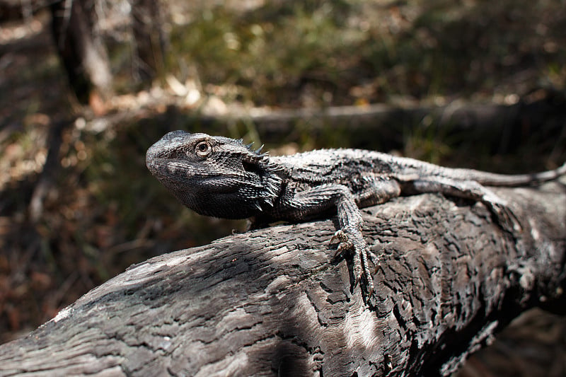 东方大胡子龙(Pogona barbata)试图在丛林环境中伪装自己