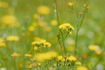粗糙hawksbeard