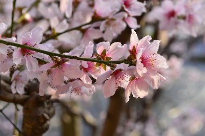 盛开在桃花里