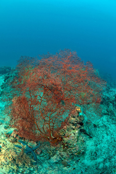 马来西亚Sipadan的red seafan