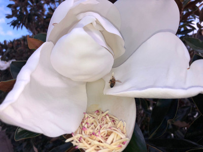 蜜蜂绕着木兰花飞舞