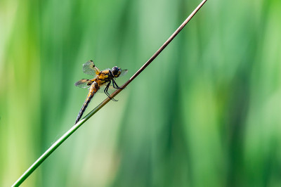 四斑点蜻蜓(Libellula quadrimaculata)在草的叶片上，很好的特写和细节。